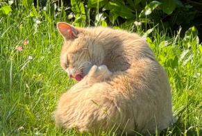 Alerte Découverte Chat  Inconnu La Tour-de-Peilz Suisse