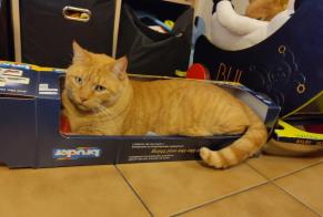 Alerte Disparition Chat Mâle , 8 ans Satigny Suisse