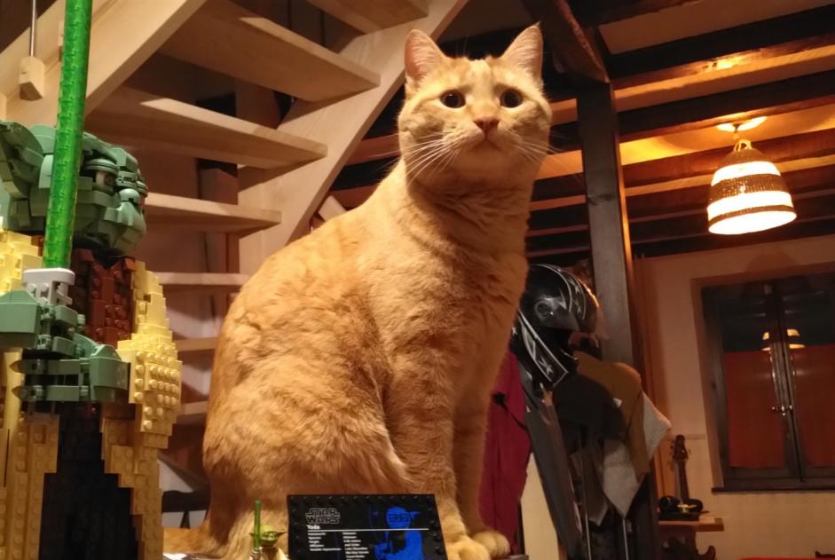 Alerte Disparition Chat Mâle , 8 ans Satigny Suisse