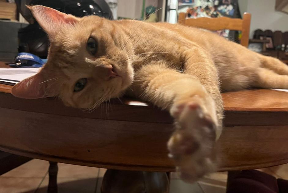 Alerte Disparition Chat Mâle , 8 ans Satigny Suisse