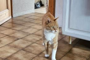 Alerte Disparition Chat  Mâle , 10 ans Bavois Suisse
