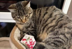 Alerte Disparition Chat croisement Mâle , 1 ans Bercher Suisse