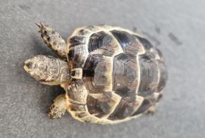 Alerte Découverte Tortue Inconnu Bulle Suisse