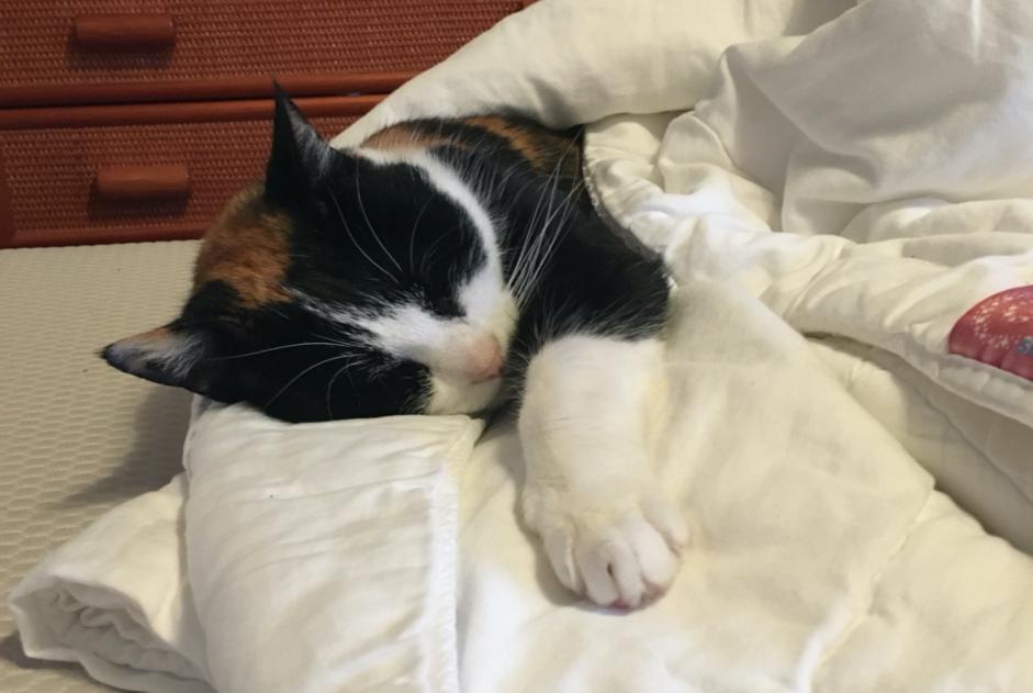 Alerte Disparition Chat Femelle , 12 ans Morges Suisse