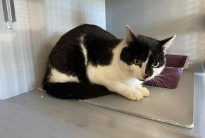 Alerte Découverte Chat  Femelle , 2 ans Achères France