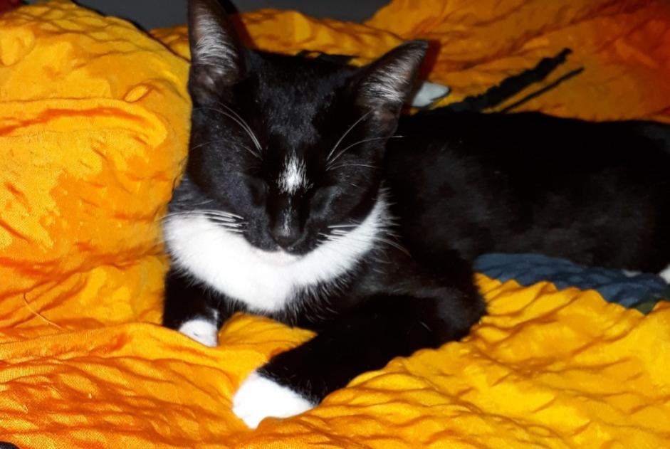 Alerte Disparition Chat croisement Femelle , 8 ans Tolochenaz Suisse