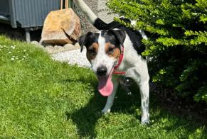 Alerte Découverte Chien  Mâle Evionnaz Suisse