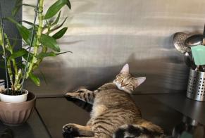 Alerte Disparition Chat  Femelle , 1 ans Montcaret France