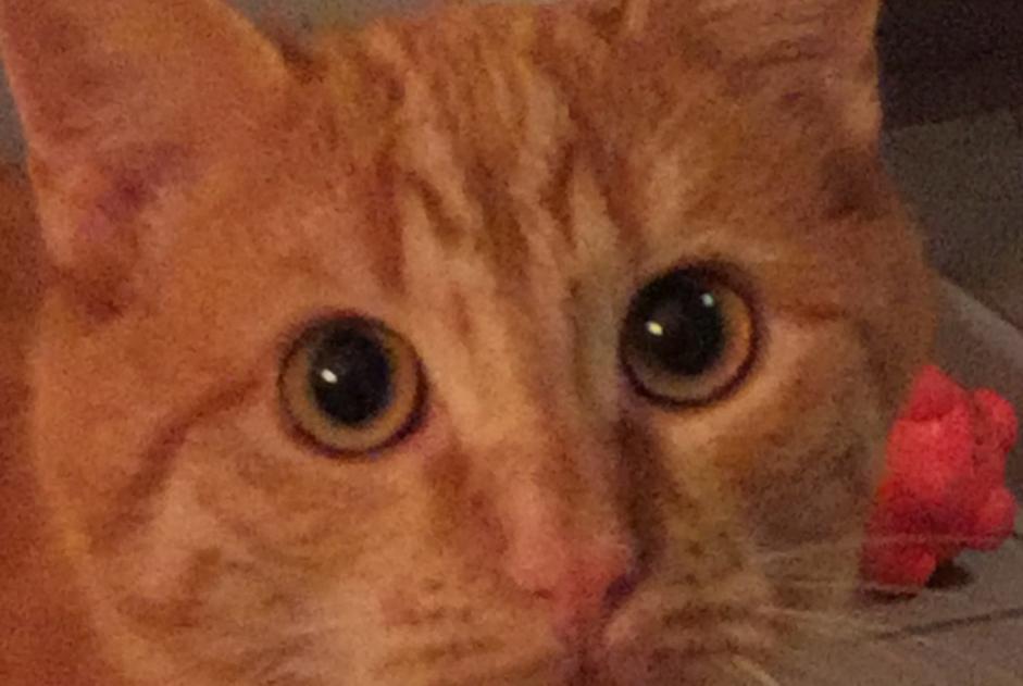 Alerte Disparition Chat  Mâle , 4 ans Conthey Suisse