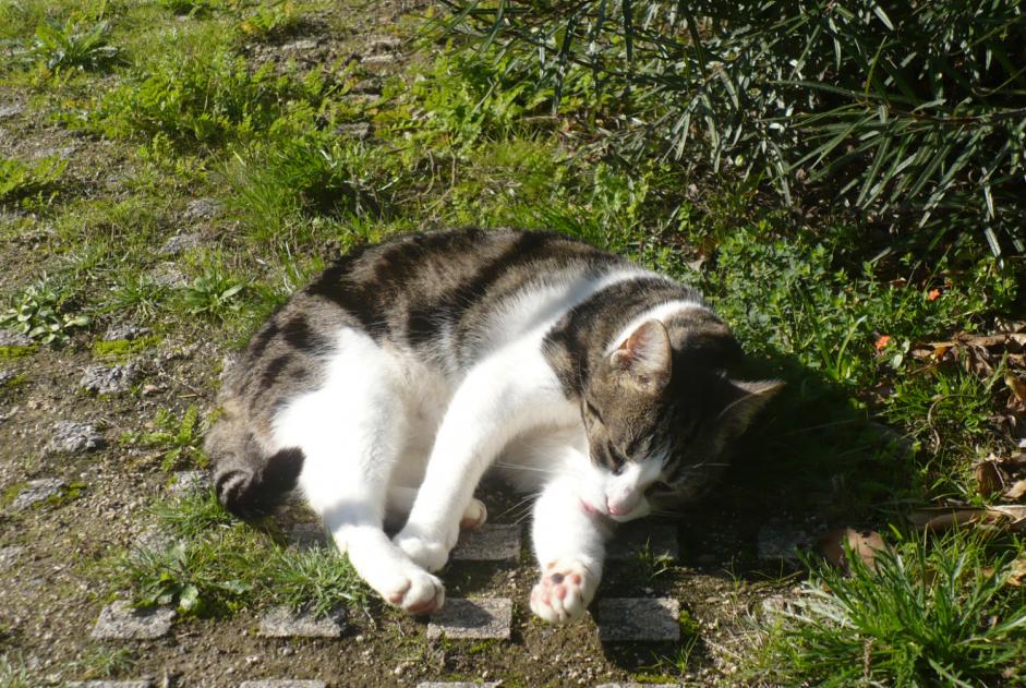 Alerte Disparition Chat  Mâle , 9 ans Trégunc France