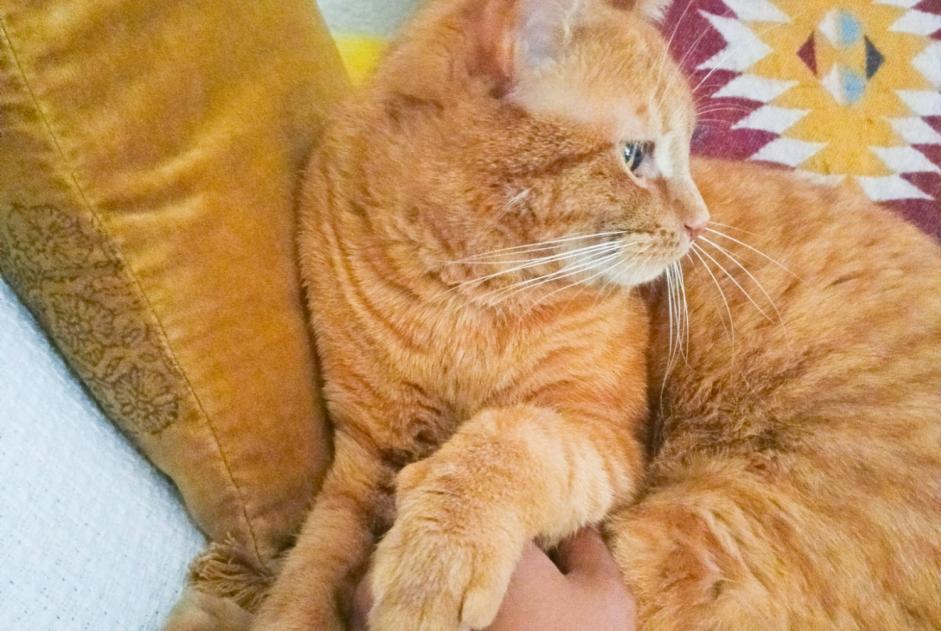 Alerte Disparition Chat croisement Mâle , 3 ans Fribourg Suisse