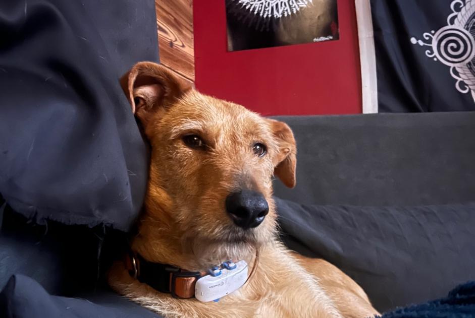 Alerte Disparition Chien croisement Femelle , 5 ans Martigny Suisse
