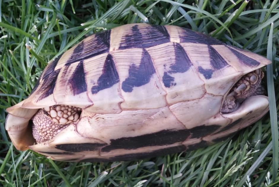 Alerte Disparition Tortue Femelle , 2025 ans Léognan France