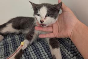 Alerte Découverte Chat croisement Mâle Chavannes-de-Bogis Suisse