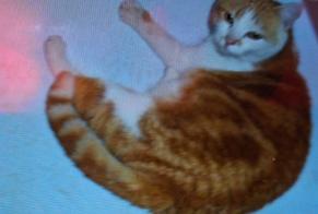 Alerte Disparition Chat  Femelle , 2 ans Sion Suisse
