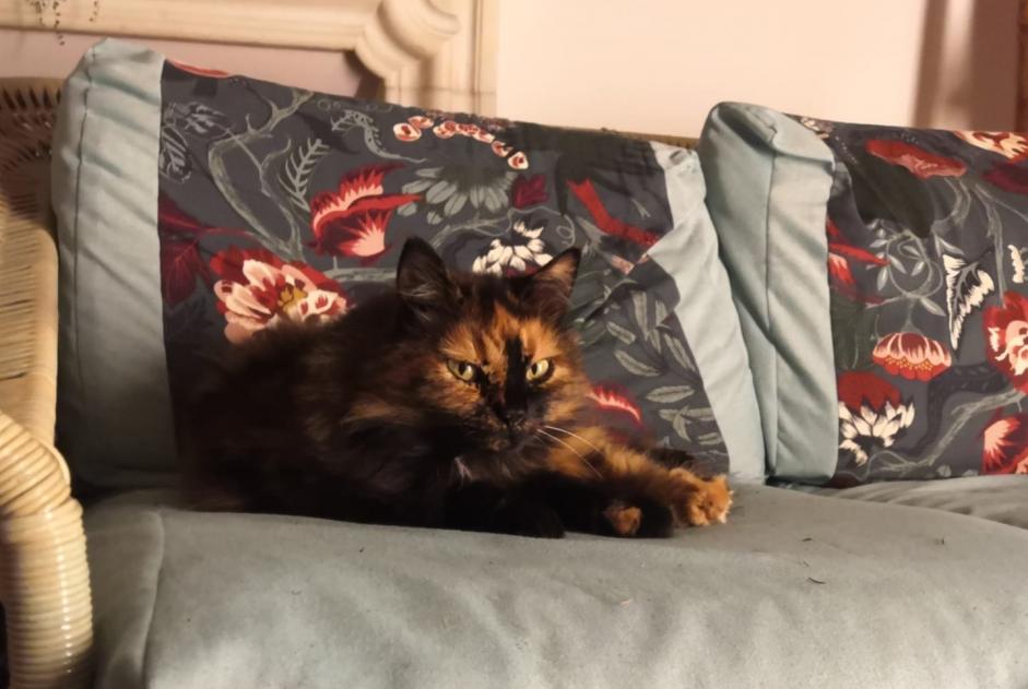 Alerte Disparition Chat Femelle , 16 ans La Neuveville Suisse