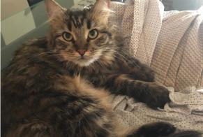 Alerte Disparition Chat  Femelle , 2025 ans Lausanne Suisse