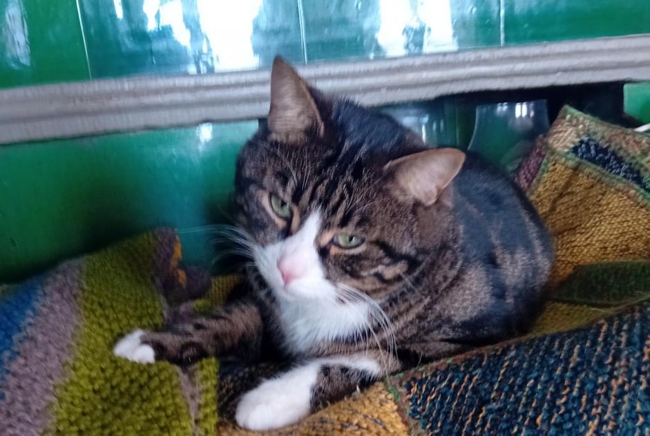 Alerte Disparition Chat Mâle , 3 ans Sins Suisse