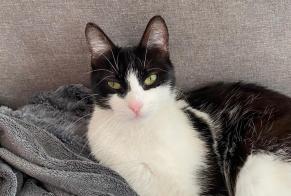 Alerte Disparition Chat  Femelle , 4 ans La Grande Béroche Suisse