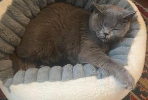 Alerte Disparition Chat  Femelle , 2 ans Lugano Suisse