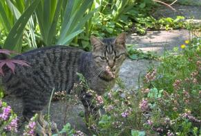 Alerte Disparition Chat croisement Femelle , 1 ans Delémont Suisse
