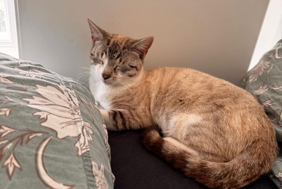 Chat Trouvé à Onex (Genève, Suisse) - alerte découverte Pet Alert n° 366672