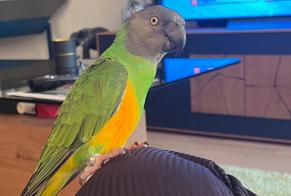 Alerte Disparition Oiseau Mâle , 2026 ans Blonay - Saint-Légier Suisse
