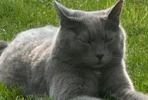 Alerte Disparition Chat Mâle , 5 ans La Neuveville Suisse
