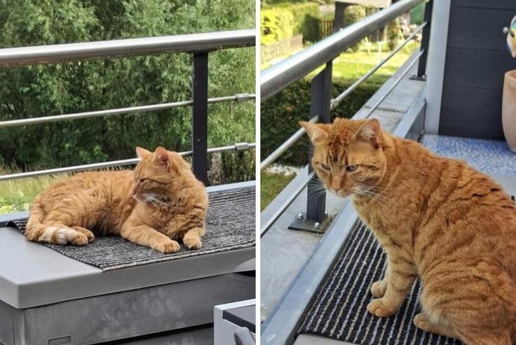Chat Disparu à Penthaz (Vaud, Suisse) - alerte disparition Pet Alert n° 368329