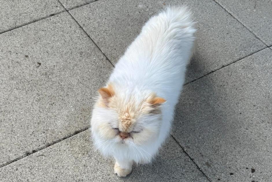 Chat Disparu à Collombey-Muraz (Valais, Suisse) - alerte disparition Pet Alert n° 368418