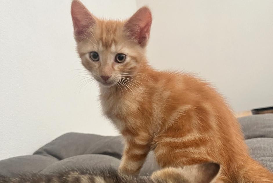 Chat Trouvé à Fully (Valais, Suisse) - alerte découverte Pet Alert n° 369660