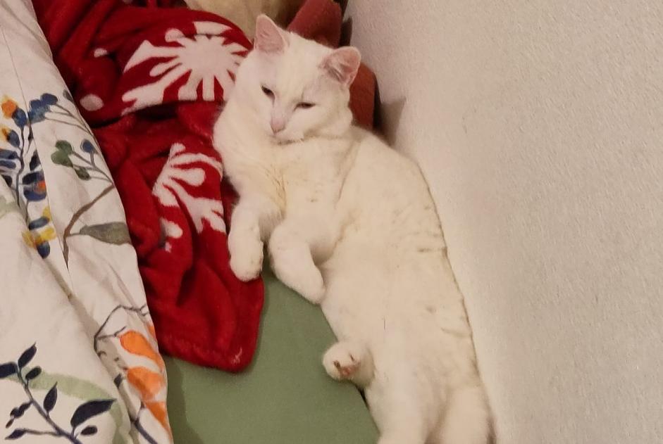 Chat Disparu à Lausanne (Vaud, Suisse) - alerte disparition Pet Alert n° 370566