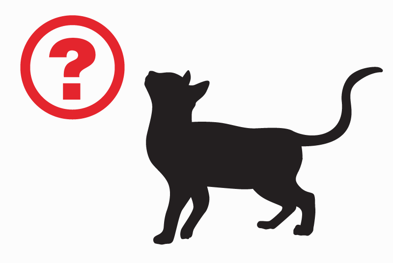 Fundmeldung Katze Unbekannt Chalais Schweiz