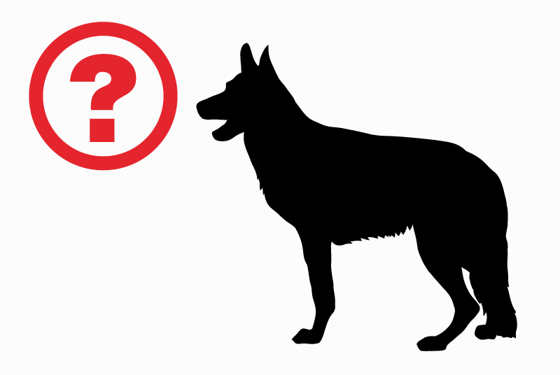 Fundmeldung Hund rassenmischung Unbekannt Anniviers Schweiz