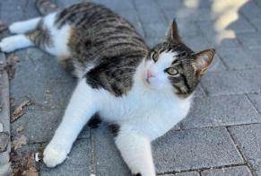 Avviso scomparsa Gatto incrocio di razze Maschio , 4 anni Crans-Montana Svizzera