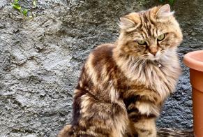 Avviso scomparsa Gatto incrocio di razze Femmina , 1 anni Vevey Svizzera