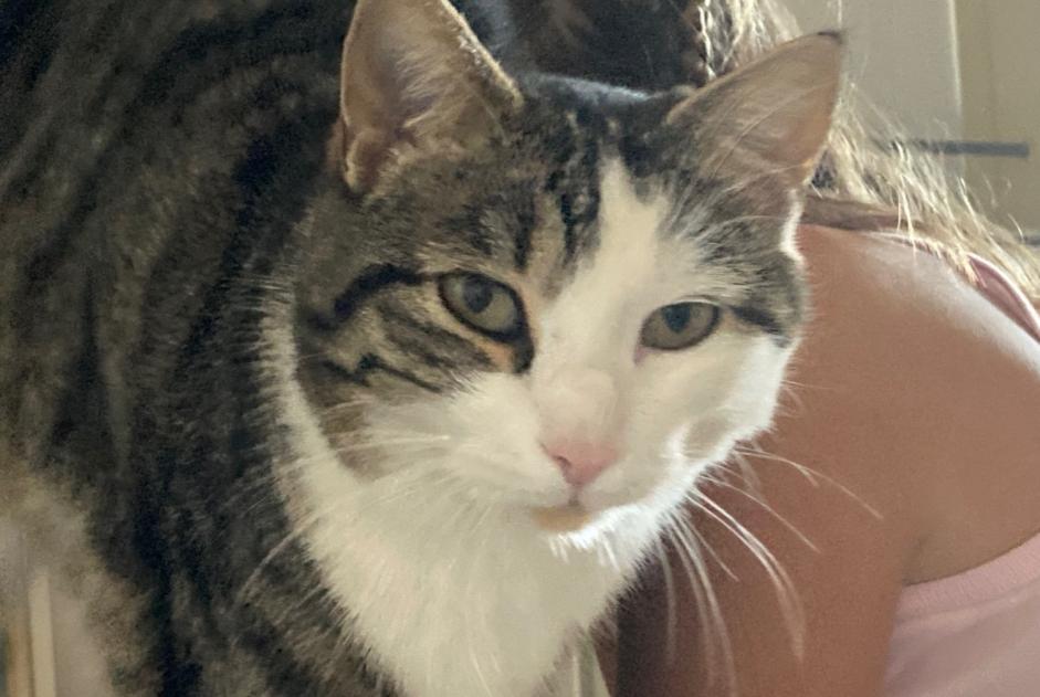 Avviso scomparsa Gatto Maschio , 4 anni Basel Svizzera