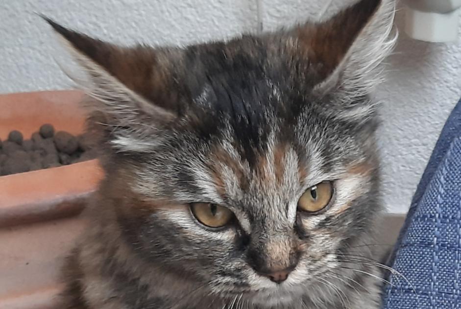 Avviso scomparsa Gatto Femmina , 1 anni Cugy Svizzera