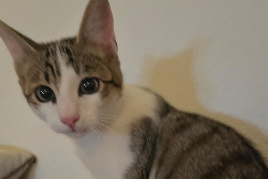 Avviso Ritrovamento Gatto Non conosciuta , Tra 7 e 9 mesi Echichens Svizzera