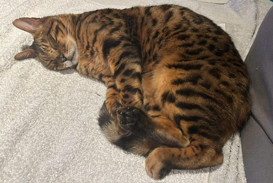 Avviso scomparsa Gatto  Maschio , 13 anni Lucens Svizzera