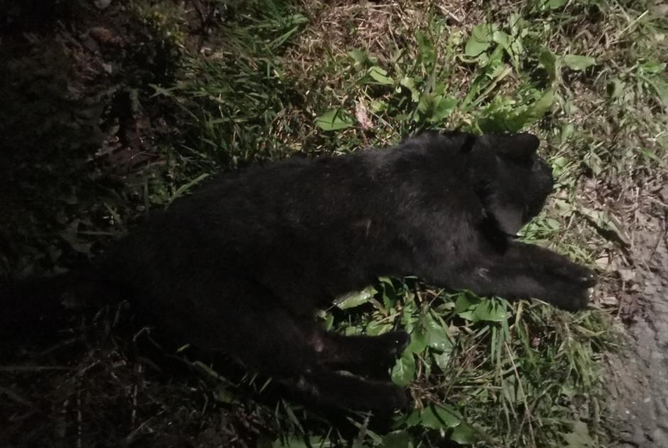 Avviso Ritrovamento Gatto Non conosciuta Saint-Martin Svizzera