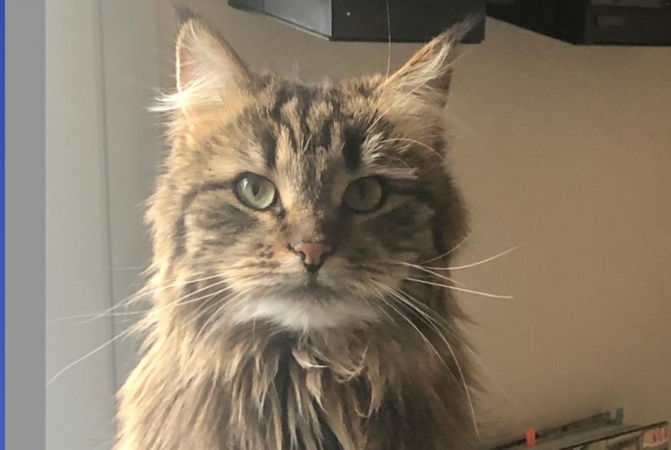 Avviso scomparsa Gatto  Femmina , 4 anni Lausanne Svizzera