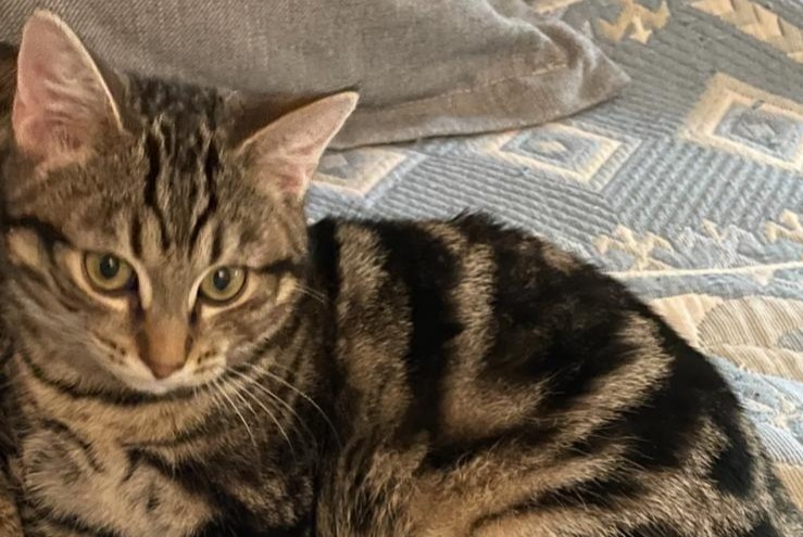 Avviso scomparsa Gatto Maschio , 1 anni Lausanne Svizzera