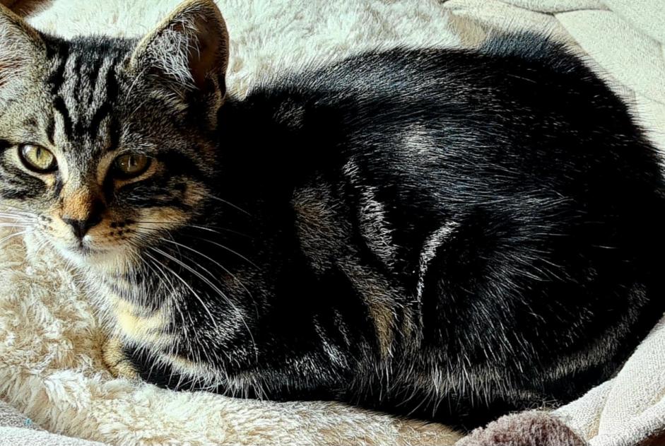 Avviso scomparsa Gatto incrocio di razze Maschio , 0 anni Vuisternens-devant-Romont Svizzera