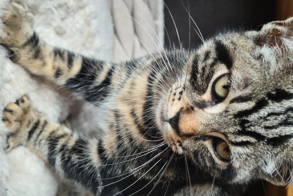 Avviso scomparsa Gatto incrocio di razze Maschio , 0 anni Vuisternens-devant-Romont Svizzera