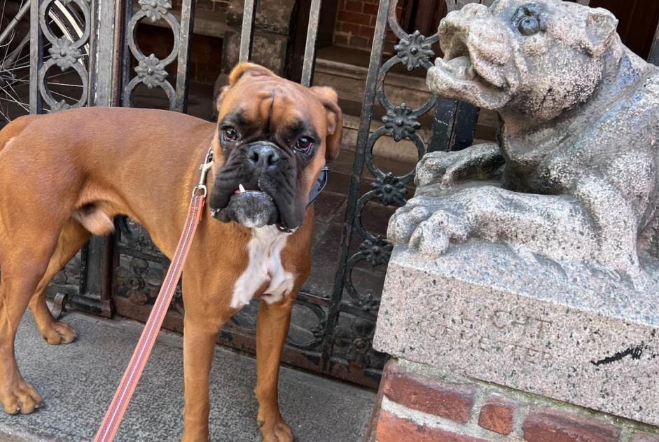 Avviso scomparsa Cane  Maschio , 3 anni Lutry Svizzera