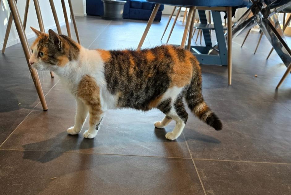 Avviso Ritrovamento Gatto Non conosciuta Blonay - Saint-Légier Svizzera