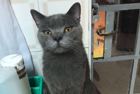 Avviso scomparsa Gatto  Maschio , 5 anni Carouge Svizzera