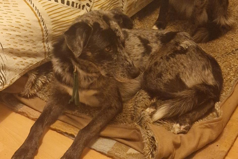 Avviso scomparsa Cane incrocio di razze Maschio , 3 anni Crans-Montana Svizzera