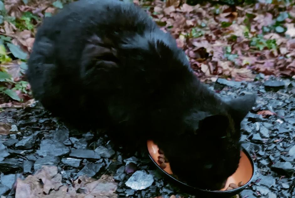 Avviso Ritrovamento Gatto Non conosciuta Chardonne Svizzera